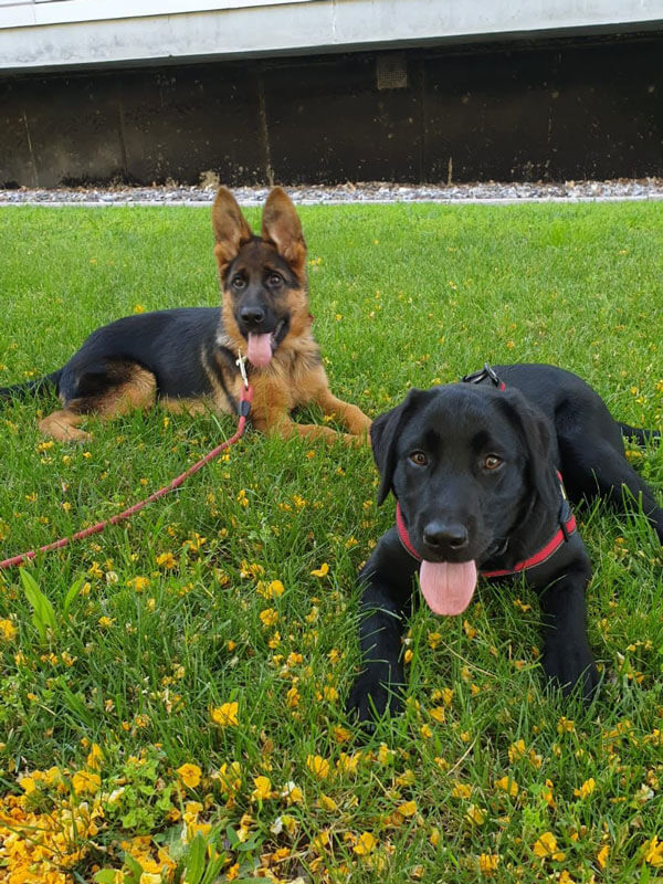 Rambo y Bella Hermanitos perrunos